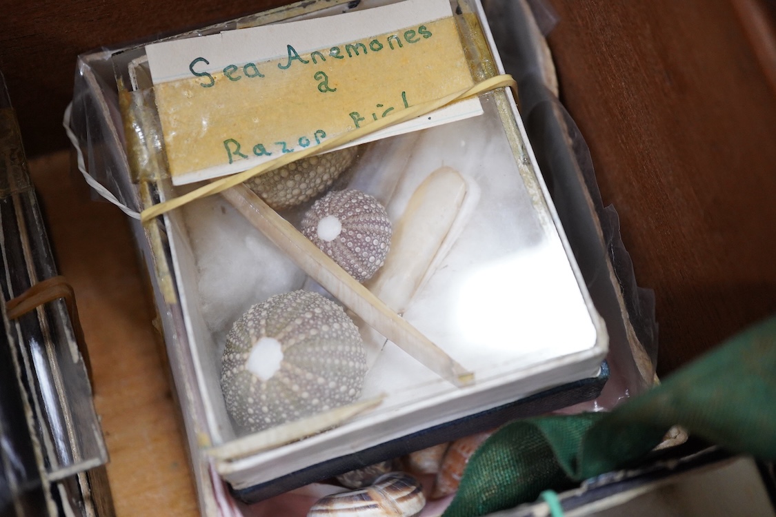 A 19th century mahogany box with three ‘lift-out’ trays, containing an old collection of sea shells and other marine invertebrates, dimensions of the box; 40.5cm wide, 23cm deep, 23cm high